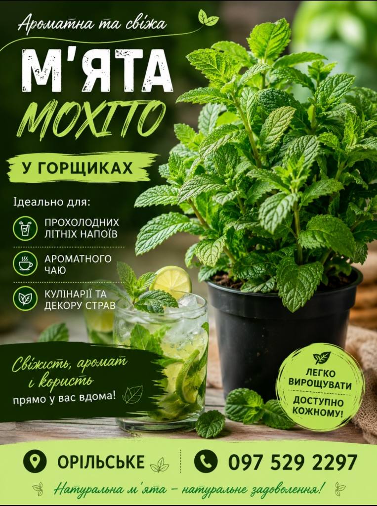 М'ята мохіто