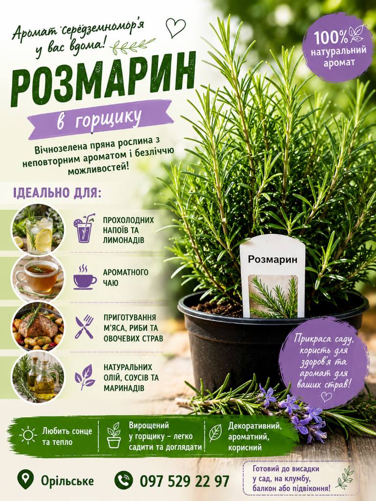 Розмарин