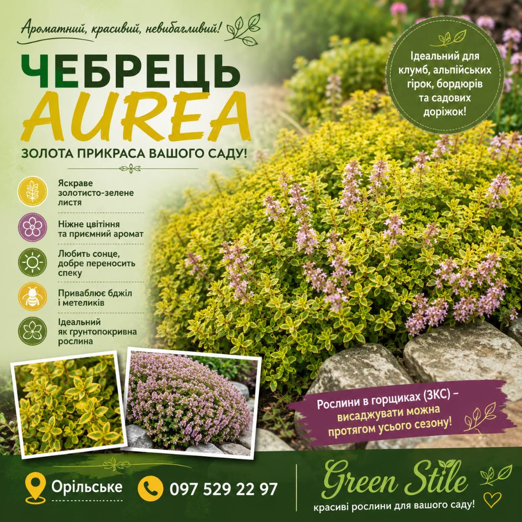 Чебрець ауреа