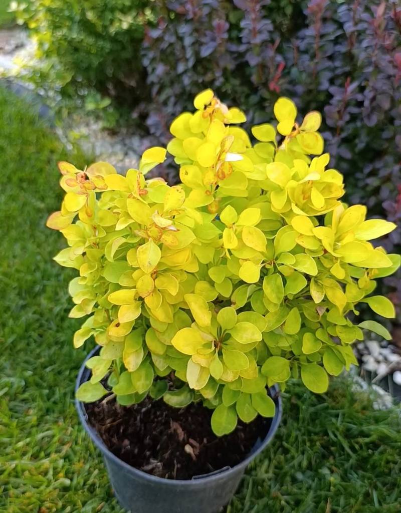 Барбарис Саммер Сансет (Berberis thunbergii ‘Summer Sunset’)