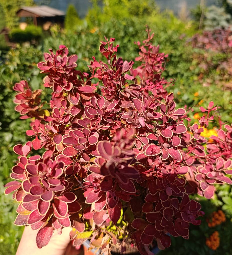 Барбарис Рубі Стар (Ruby Star)