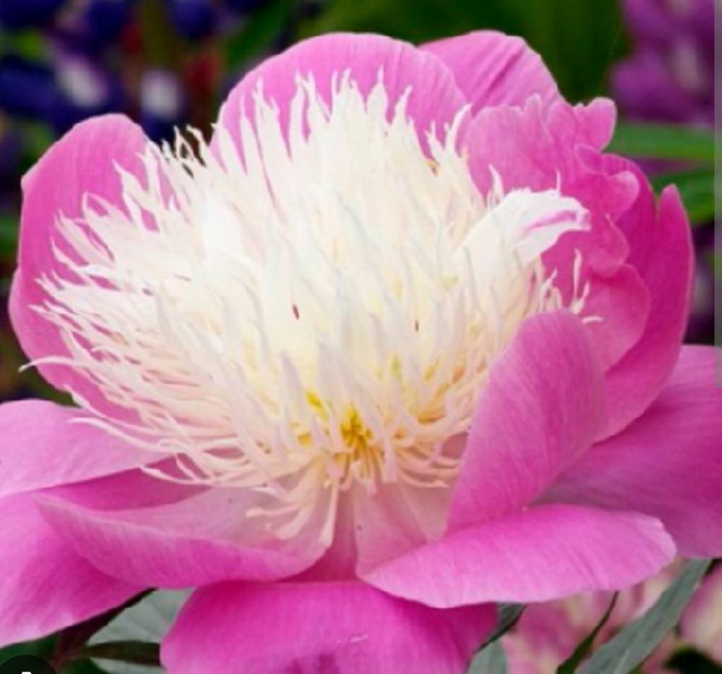 Півонія Bowl of Beauty «Чаша Краси» укорінений саджанець в горщику