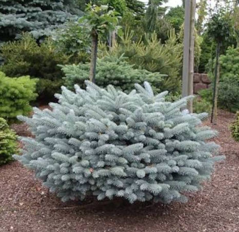 Ялина колюча «Glauca Globosa»
