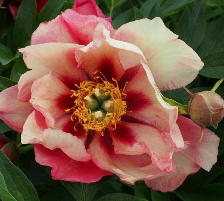 Іто-гібрид півонії 'Old Rose Dandy' (Олд Роуз Данді)
