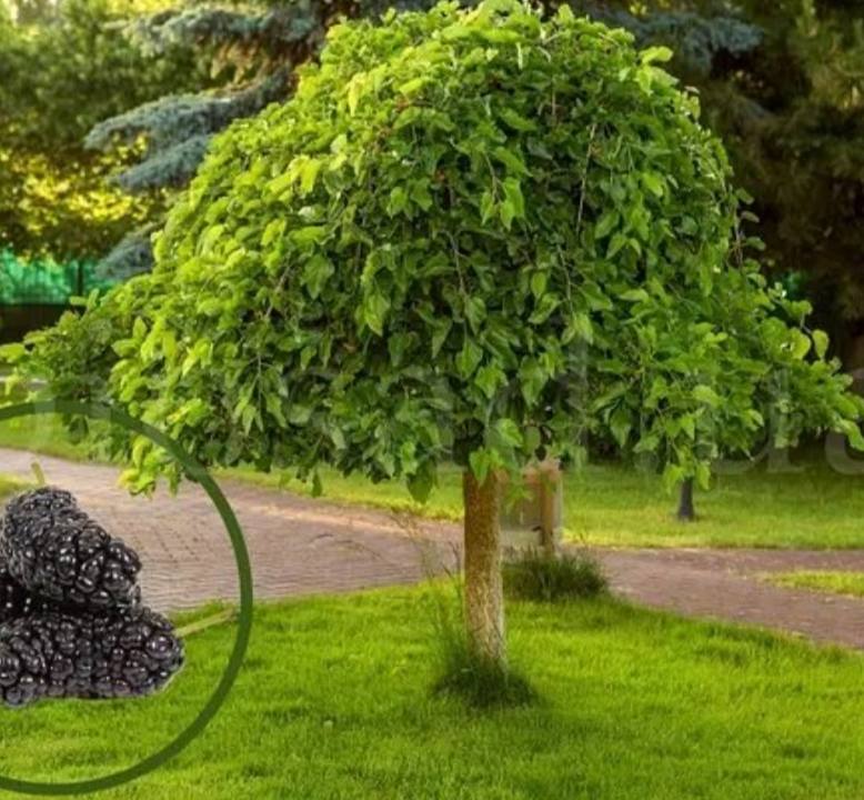 Шовковиця плакуча на штамбі