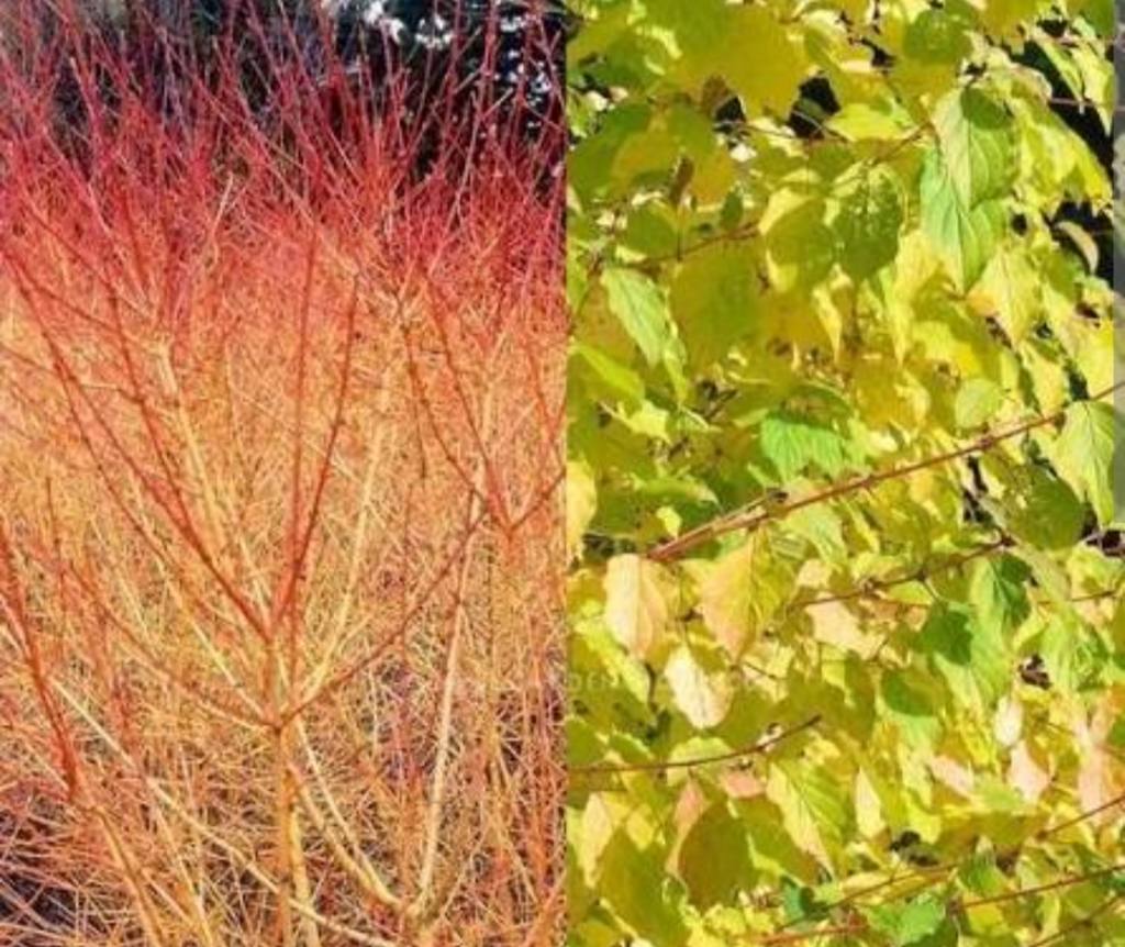 Дерен Вінтер Оранж (Cornus alba Winter Orange):
