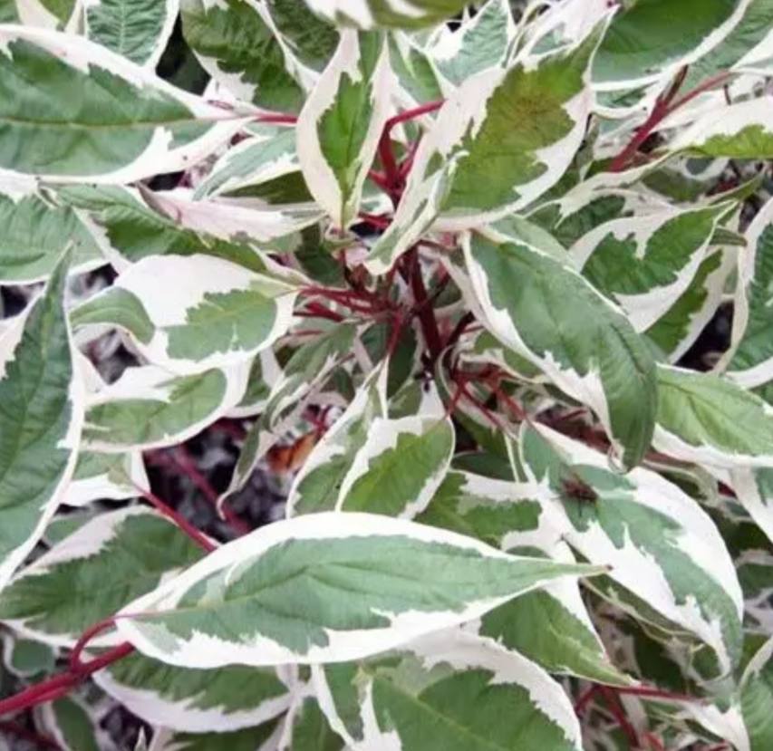 Дерен білий Айворі Халло (Cornus alba Ivory Halo)
