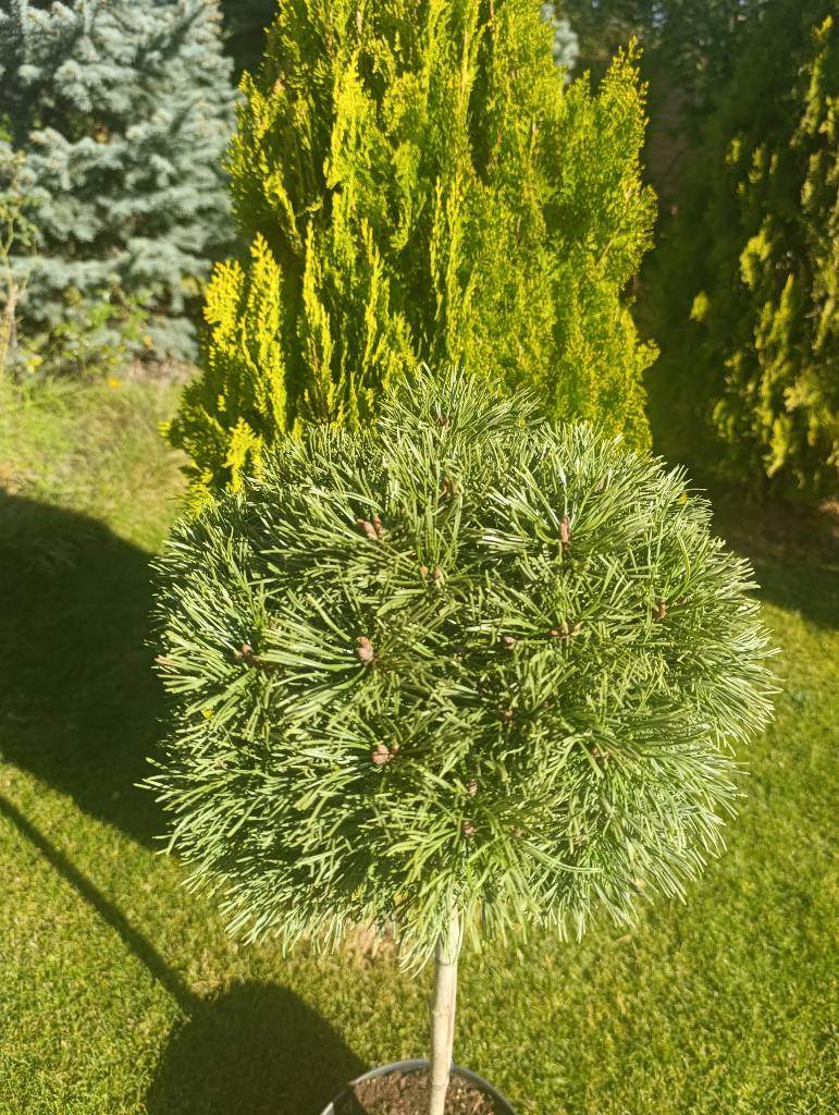 Сосна гірська «Альґау» на штамбі (Pinus mugo 'Allgäu')