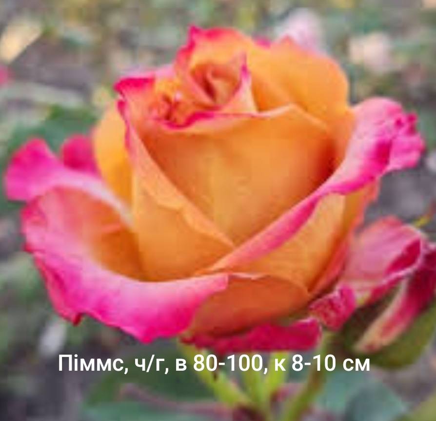 Піммс