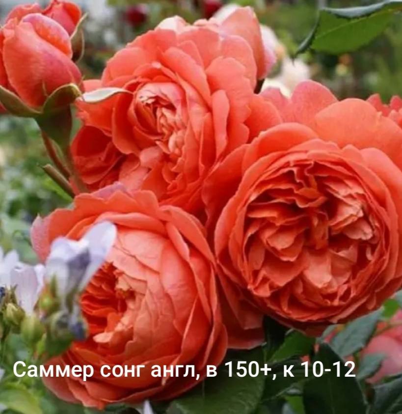 Саммер сонг