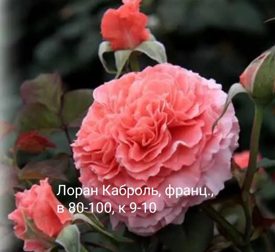 Троянда Лоран Каброль (Laurent Cabrol)