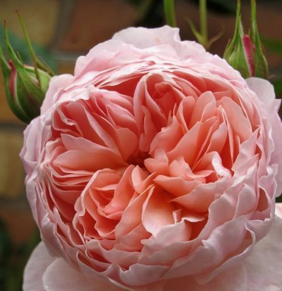 The Alnwick Rose (Зе Алнвік Роуз)