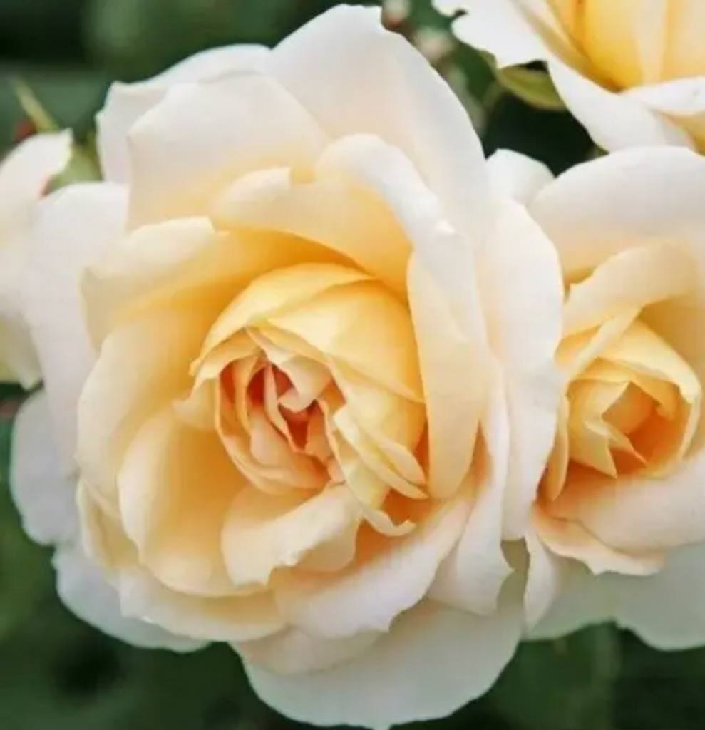 Lions Rose (Ліонс Роуз)