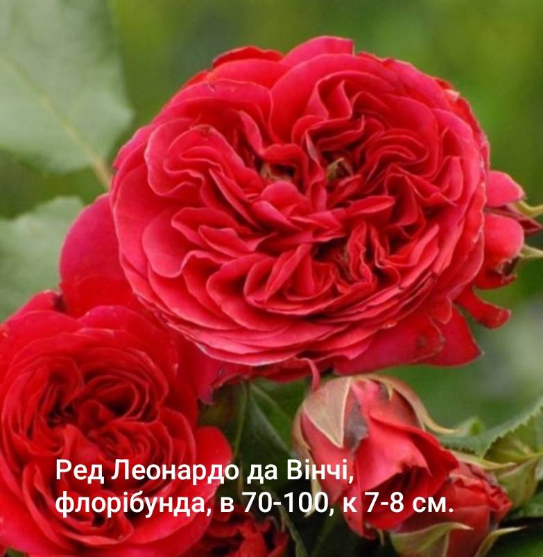 Red Leonardo da Vinci (Ред Леонардо да Вінчі)
