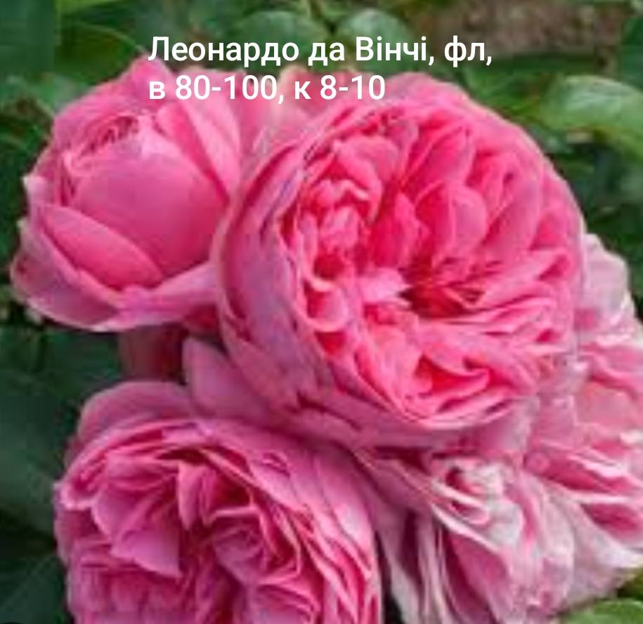 Leonardo da Vinci (Леонардо да Вінчі)