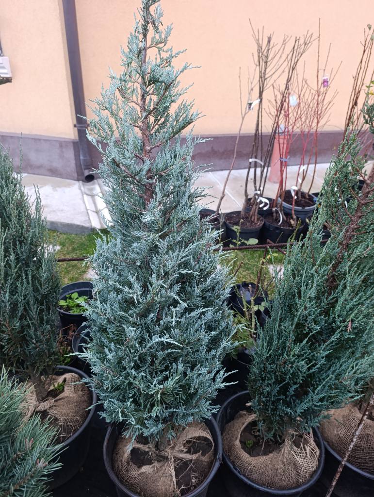 Ялівець скельний 'Мунглоу' (Juniperus scopulorum 'Moonglow')