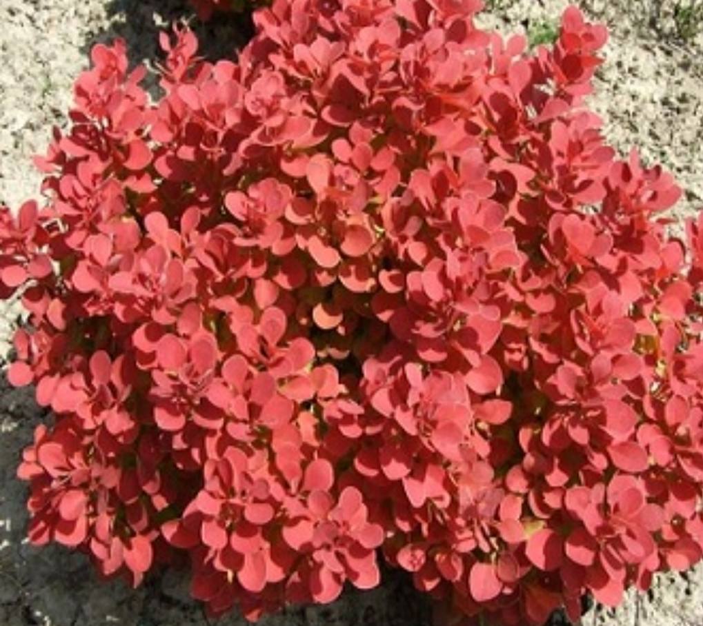 Барбарис Тунберга «Арія» (Berberis thunbergii 'Aria')